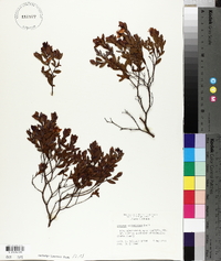 Ascyrum edisonianum image
