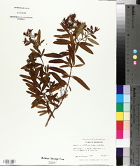 Hypericum nudiflorum image