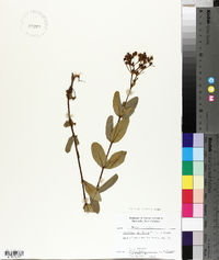 Hypericum nudiflorum image