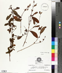 Hypericum nudiflorum image