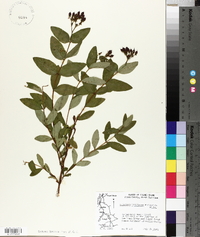 Hypericum nudiflorum image