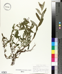 Hypericum nudiflorum image