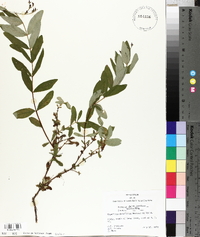 Hypericum nudiflorum image