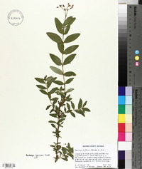 Hypericum nudiflorum image