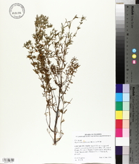 Hypericum nudiflorum image