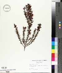 Hypericum nitidum image