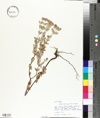 Hypericum myrtifolium image
