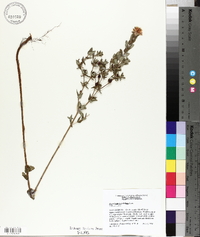 Hypericum myrtifolium image