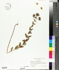 Hypericum pseudomaculatum image