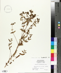 Hypericum pseudomaculatum image
