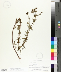 Hypericum pseudomaculatum image