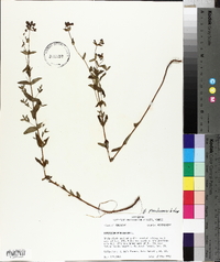 Hypericum pseudomaculatum image