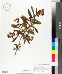 Hypericum prolificum image