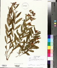 Hypericum prolificum image