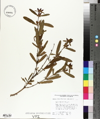 Hypericum prolificum image