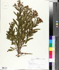 Hypericum prolificum image
