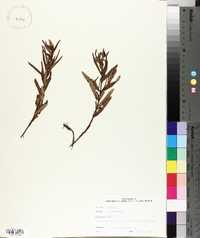 Hypericum prolificum image