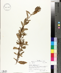 Hypericum prolificum image