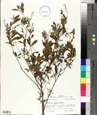Hypericum prolificum image