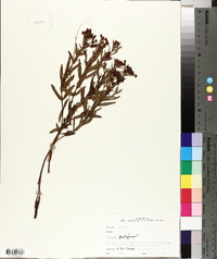 Hypericum prolificum image