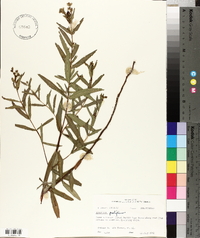 Hypericum prolificum image