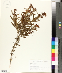 Hypericum prolificum image