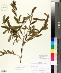 Hypericum prolificum image