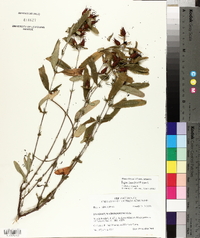 Hypericum frondosum image