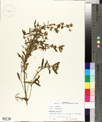 Hypericum prolificum image