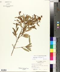 Hypericum prolificum image