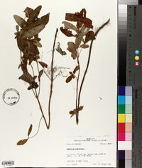 Hypericum virginicum image