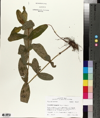 Triadenum tubulosum image