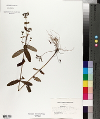 Hypericum punctatum var. punctatum image