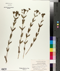 Hypericum punctatum var. punctatum image