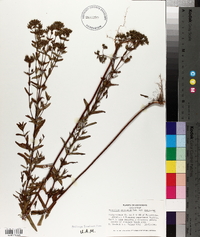 Hypericum punctatum var. punctatum image