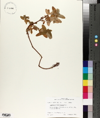 Hypericum mitchellianum image