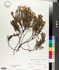 Hypericum microsepalum image
