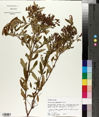 Hypericum lobocarpum image
