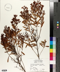 Hypericum lobocarpum image