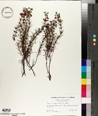 Hypericum lloydii image