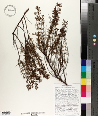 Hypericum lloydii image