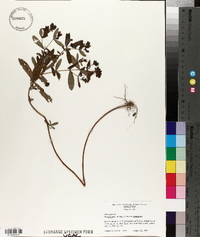 Hypericum punctatum var. punctatum image
