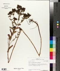 Hypericum punctatum var. punctatum image