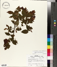 Carya myristiciformis image