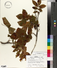 Carya myristiciformis image