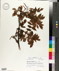 Carya myristiciformis image