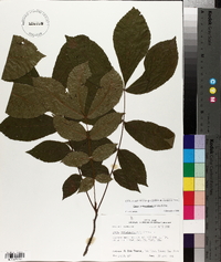 Carya myristiciformis image