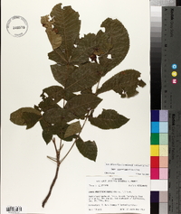 Carya myristiciformis image