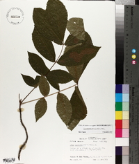 Carya myristiciformis image