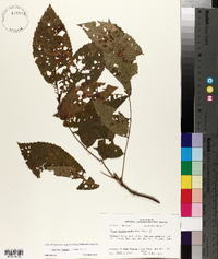 Carya myristiciformis image